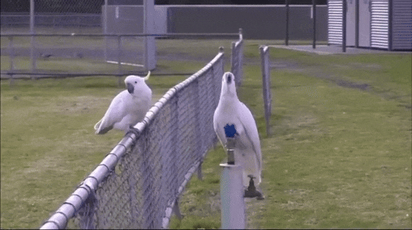 1e6303ecde7f53ffb21233f3658f7e8d_1749388491_6191.gif